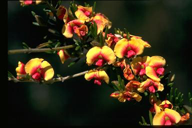 APII jpeg image of Mirbelia spinosa  © contact APII