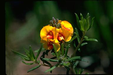 APII jpeg image of Pultenaea brachytropis  © contact APII