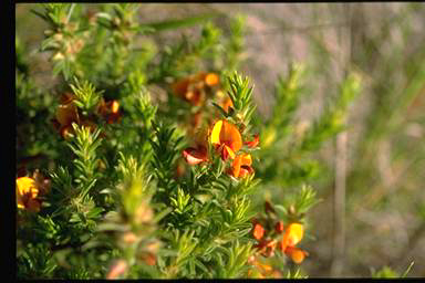 APII jpeg image of Pultenaea campbellii  © contact APII