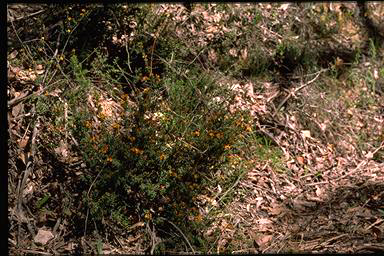 APII jpeg image of Pultenaea costata  © contact APII