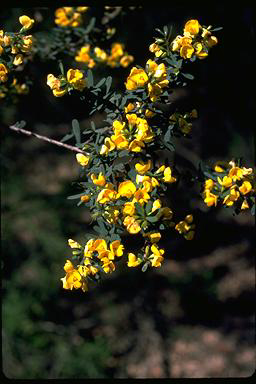 APII jpeg image of Pultenaea flexilis  © contact APII