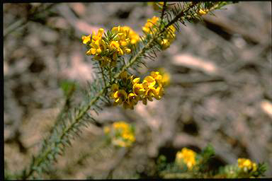 APII jpeg image of Pultenaea stipularis  © contact APII