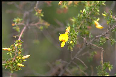 APII jpeg image of Pultenaea hispidula  © contact APII