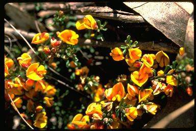 APII jpeg image of Pultenaea microphylla var. microphylla  © contact APII