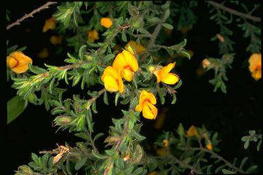 APII jpeg image of Pultenaea villosa  © contact APII