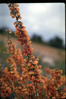 APII jpeg image of Sphaerolobium vimineum  © contact APII