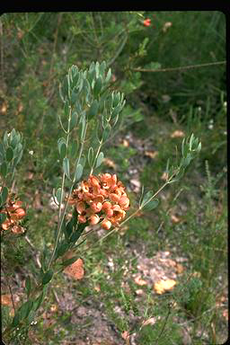 APII jpeg image of Daviesia oppositifolia  © contact APII