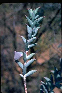 APII jpeg image of Daviesia pachyphylla  © contact APII