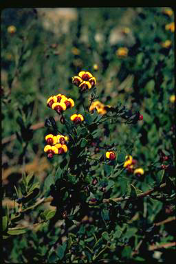 APII jpeg image of Daviesia pedunculata  © contact APII