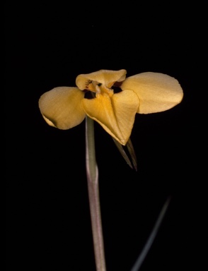 APII jpeg image of Diuris pedunculata  © contact APII