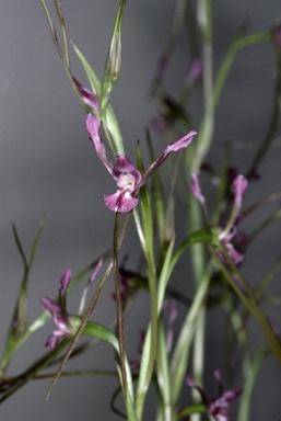 APII jpeg image of Diuris punctata var. minor,<br/>Rhinerrhiza ramuana  © contact APII