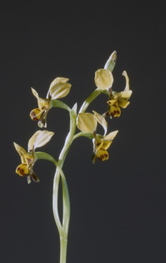 APII jpeg image of Diuris goonooensis  © contact APII