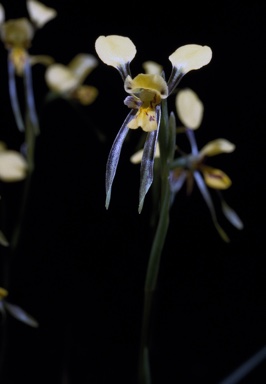 APII jpeg image of Diuris luteola  © contact APII