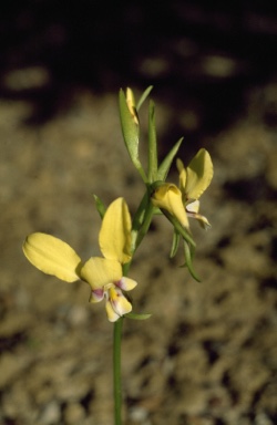 APII jpeg image of Diuris longifolia  © contact APII