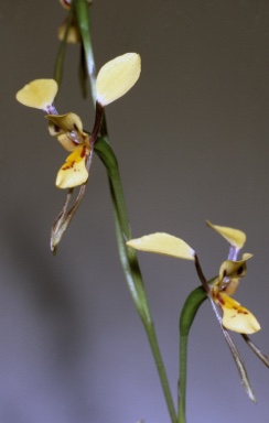 APII jpeg image of Diuris flavescens  © contact APII