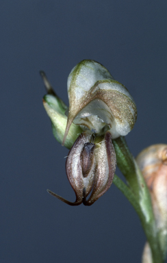 APII jpeg image of Pterostylis calceolus  © contact APII