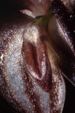 APII jpeg image of Pterostylis arenicola  © contact APII