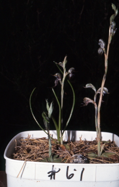 APII jpeg image of Pterostylis excelsa  © contact APII