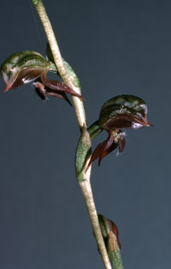 APII jpeg image of Pterostylis squamata  © contact APII