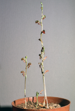 APII jpeg image of Pterostylis squamata  © contact APII