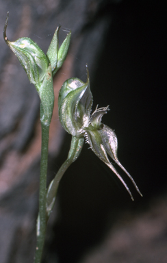 APII jpeg image of Pterostylis setifera  © contact APII