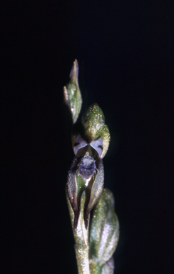 APII jpeg image of Pterostylis pusilla  © contact APII