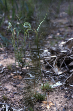APII jpeg image of Pterostylis woollsii  © contact APII