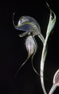 APII jpeg image of Pterostylis planulata  © contact APII