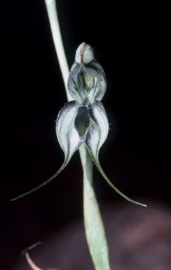APII jpeg image of Pterostylis elegans  © contact APII