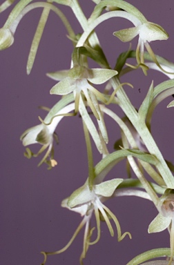 APII jpeg image of Habenaria triplonema  © contact APII