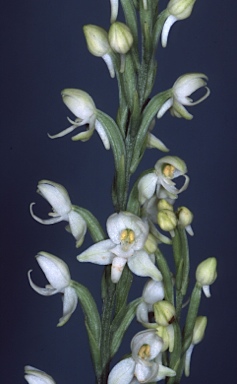 APII jpeg image of Habenaria harroldii  © contact APII