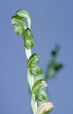 APII jpeg image of Pterostylis mutica  © contact APII