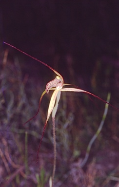 APII jpeg image of Caladenia caesarea  © contact APII