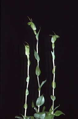 APII jpeg image of Pterostylis ectypha  © contact APII