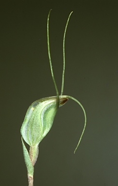 APII jpeg image of Pterostylis pedoglossa  © contact APII