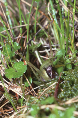 APII jpeg image of Corybas dienemus  © contact APII