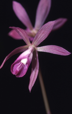 APII jpeg image of Nervilia dallachyana  © contact APII