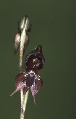 APII jpeg image of Pterostylis chaetophora  © contact APII