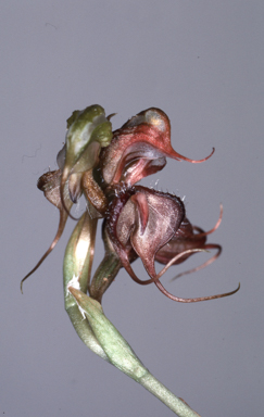 APII jpeg image of Pterostylis boormanii  © contact APII