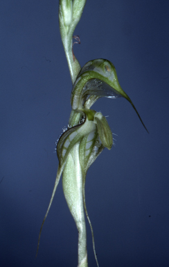 APII jpeg image of Pterostylis biseta  © contact APII