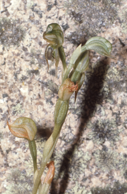 APII jpeg image of Oligochaetochilus aciculiformis  © contact APII