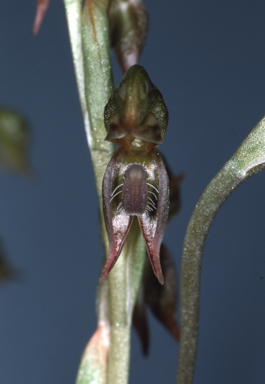 APII jpeg image of Pterostylis  © contact APII