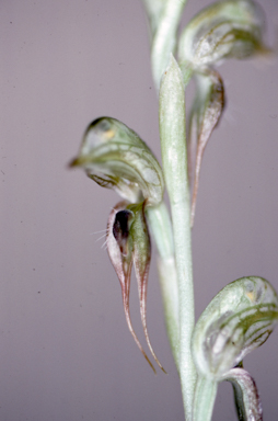 APII jpeg image of Oligochaetochilus frenchii  © contact APII