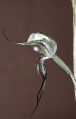 APII jpeg image of Pterostylis bisetus  © contact APII