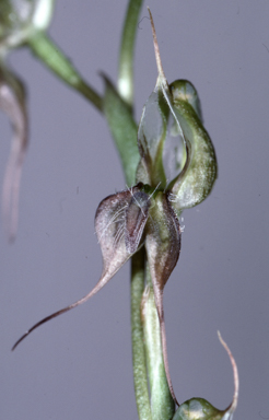 APII jpeg image of Pterostylis chaetophora  © contact APII