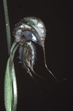 APII jpeg image of Pterostylis spathulata  © contact APII