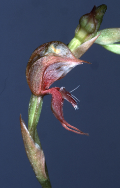 APII jpeg image of Pterostylis praetermissa  © contact APII