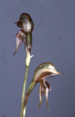 APII jpeg image of Pterostylis praetermissa  © contact APII