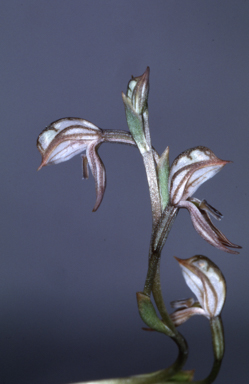 APII jpeg image of Oligochaetochilus percultus  © contact APII