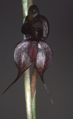 APII jpeg image of Pterostylis cheraphita  © contact APII